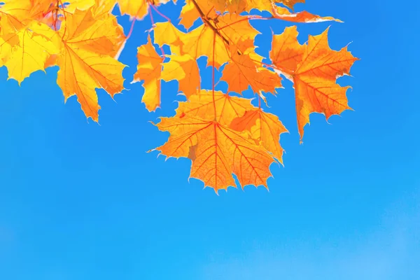 Feuilles d'automne avec le fond bleu ciel — Photo