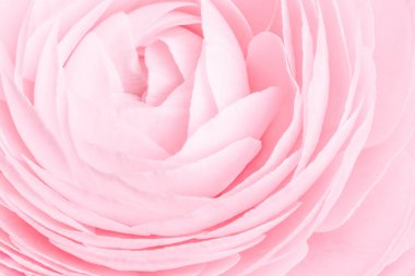 Pembe renkli şakayık veya buttercup çiçek makro