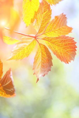 gün batımında kırmızı asma yaprağı sonbahar ışığı bulanık arka plan