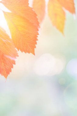 gün batımında kırmızı asma yaprağı sonbahar ışığı bulanık arka plan