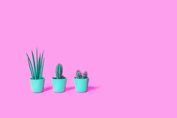 Tres cactus sobre fondo rosa neón en macetas de menta —  Fotos de Stock