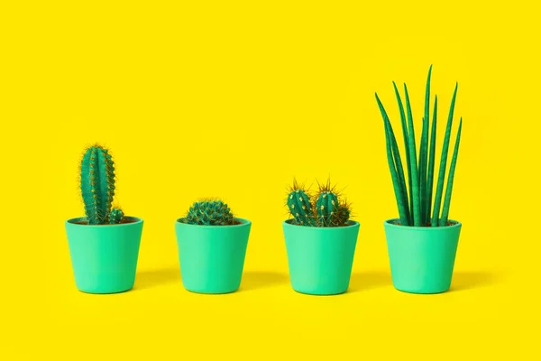 Cuatro Cactus Diferentes Macetas Menta Sobre Fondo Amarillo Neón Brillante —  Fotos de Stock