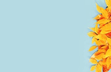 Sonbahar sezonu. Sarı ve parlak turuncu sonbahar yaprakları mavinin üzerinde düzdü. Şükran Günü, sonbahar hasat zamanı konsepti ve fotokopi alanı. Yaprak kenarı bir tarafta.