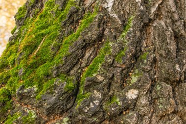 Yosun kaplı eski huş ağacının dokusu