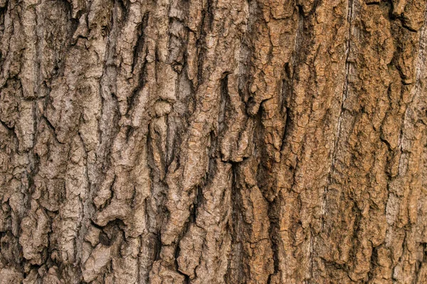 Écorce Arbre Naturel Dans Forêt — Photo