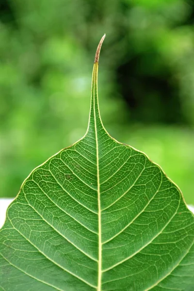Folha Verde Pipal Sua Folha Árvore Bodhi Oxigênio Natural Adoração Imagem De Stock