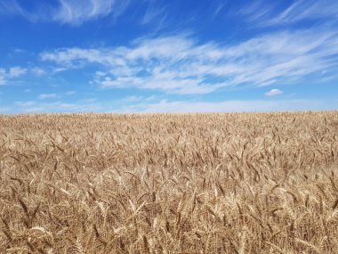 Summer'ın çiçek - thistle