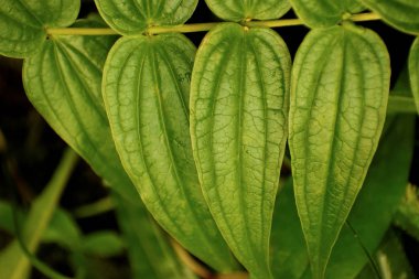 Su damlaları ile bir bitkinin yeşil yaprak yağmur sonra yakın çekim.