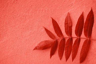 Güzel ağaç dalı üzerinde kırmızı yaprakları ile pastel mercan arka plan metin için boş alan ile kabaca sıvalı. Yıl 2019 Mercan rengi yaşayan.