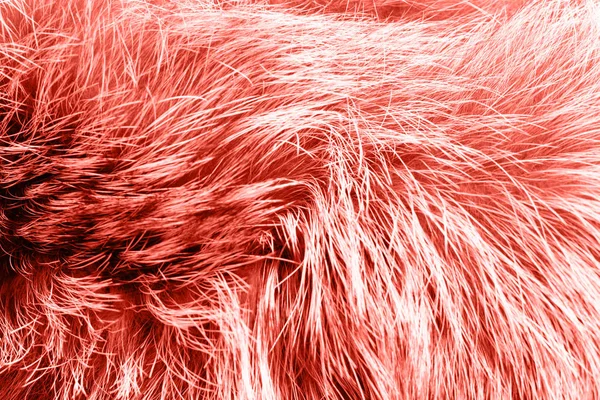 背景として暖かい毛皮 Textere 2019 の主流であるサンゴの色のトーン クローズ アップ — ストック写真