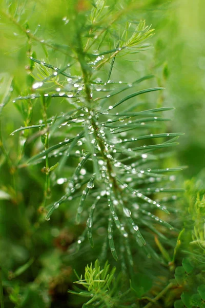 Grama Lindamente Verde Com Gotas Água Após Chuva Verão — Fotografia de Stock