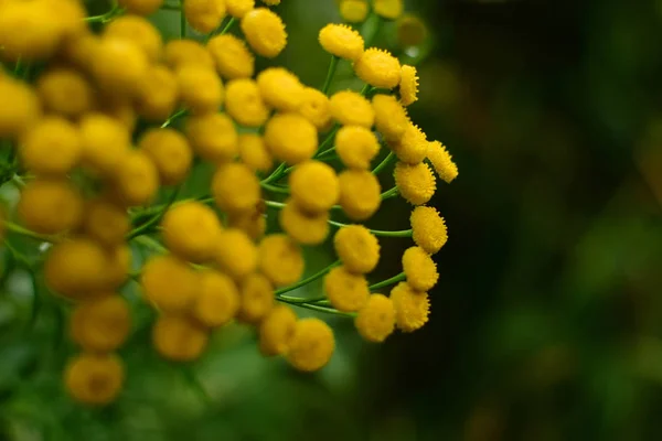 Fioritura Piccoli Fiori Prato Giallo Nella Foresta Scattata Con Attenzione — Foto Stock