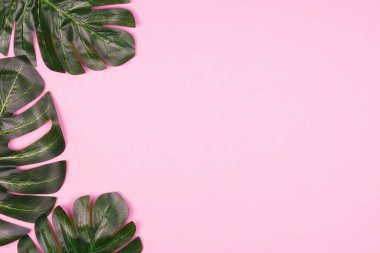 Üç güzel soluk pembe parlak yapay monstera palmiye yaprakları. Zarif dekorasyon öğeleri. Metin için yer kopyalayın.