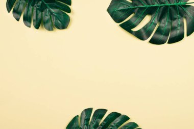 Monstera sarı pastel arka plan üzerinde bırakır.
