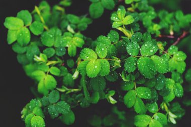 Yağmurdan sonra yeşil bitkilerin dalları.