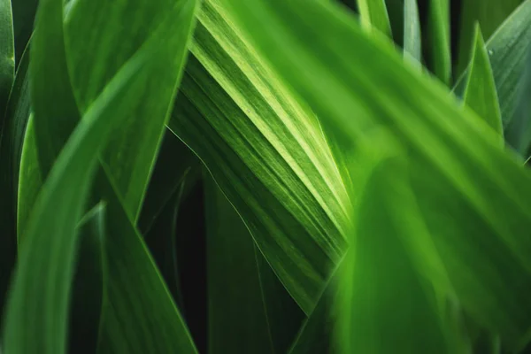 Fondo de hojas verdes frescas. — Foto de Stock