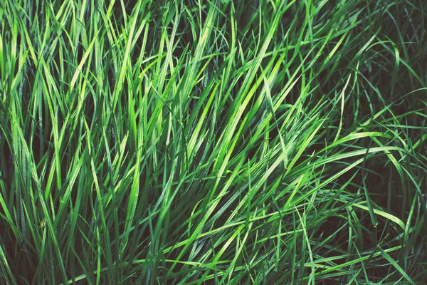 Fondo de hierba verde. — Foto de Stock