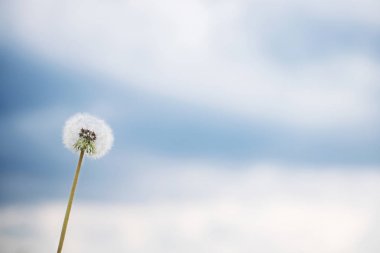 Beyaz karşı mavi gökyüzü karahindiba