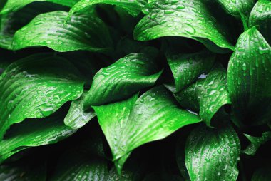 Taze yeşil yaprakların arkaplanı.