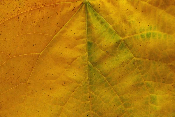 Contexte de la texture jaune des feuilles . — Photo