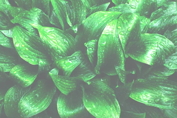 Hintergrund der frischen grünen Blätter. — Stockfoto