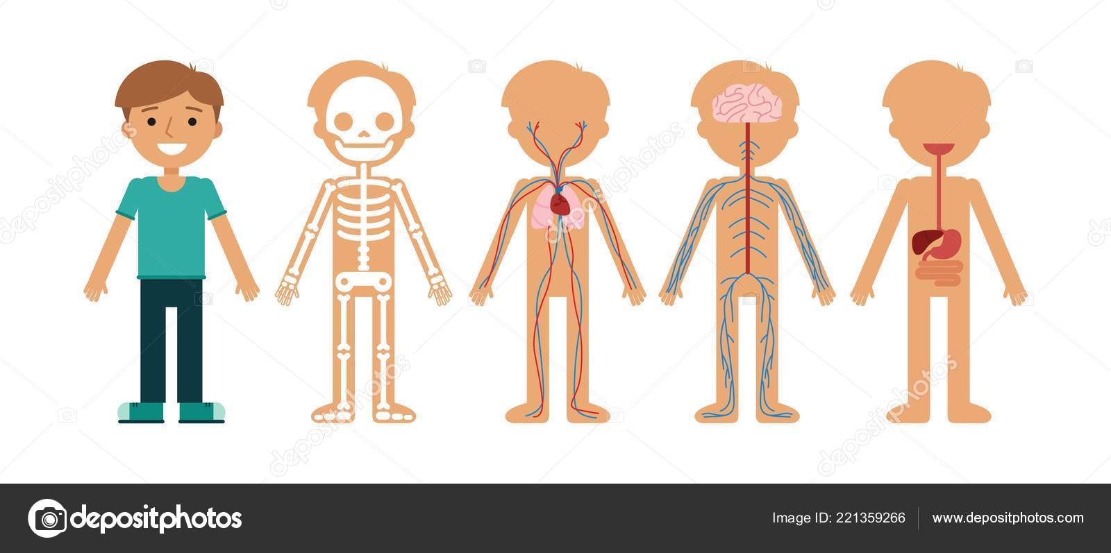 Boy Body Anatomy Vector Illustration Human Skeleton Circulatory