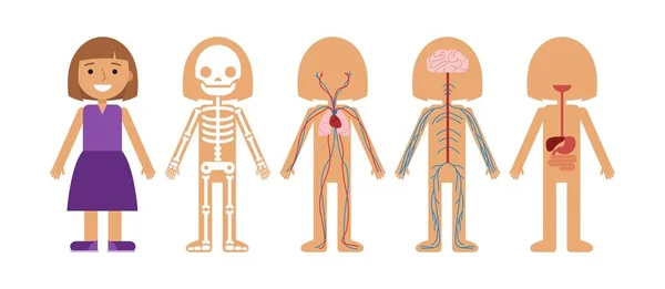 Muchacho Cuerpo Anatomía Vector Ilustración Esqueleto Humano Sistema Circulatorio Sistema — Vector de stock