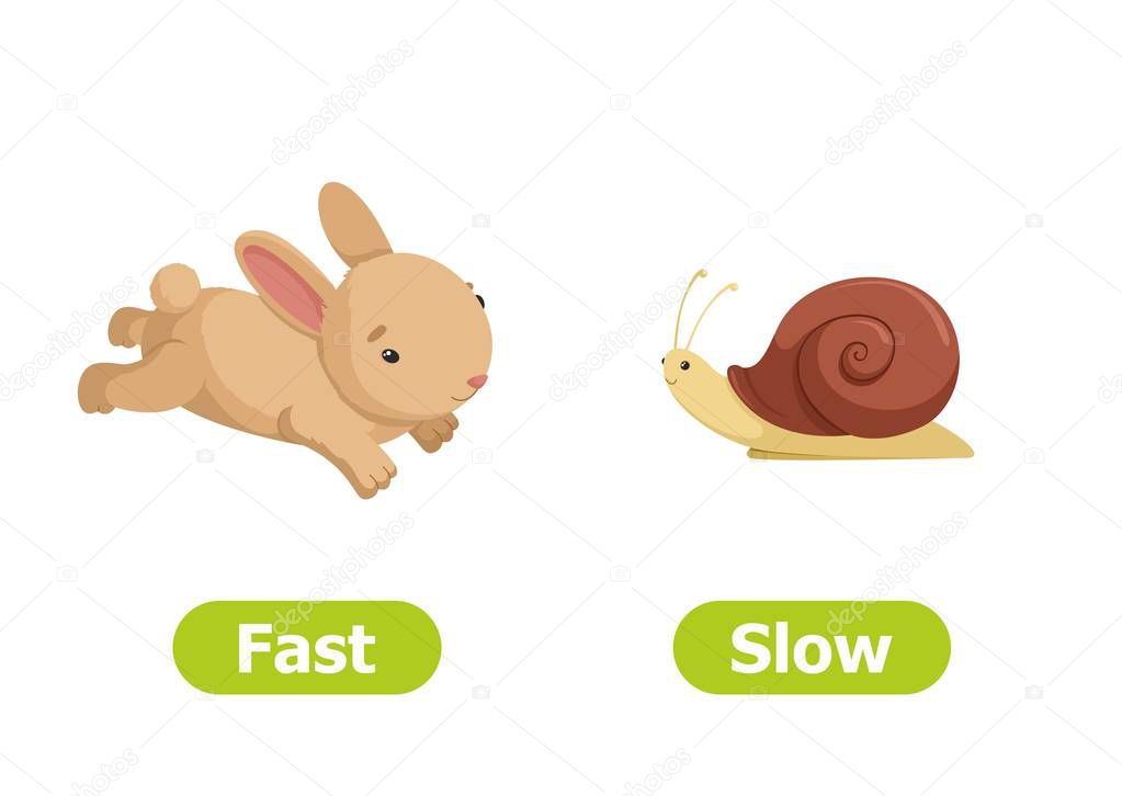 Vector antonyms and opposites. Fast and slow. Cartoon characters illustration on white background. Card for teaching aid, for a foreign language learning.