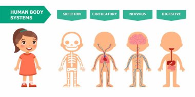 İnsan vücudu - anatomi çocuklar için yapısı. Sistemleri: iskelet, dolaşım, gergin, sindirim. Çizgi film vektör çizim. Kartı Yardımı, animasyon, uygulamaları kullanmak için öğretim için