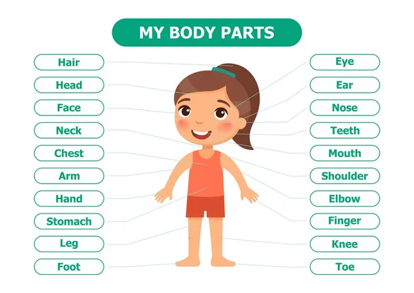 Body Parts Anatomy Children Cartoon Vector Illustration Card Teaching Aid — Stockvektor