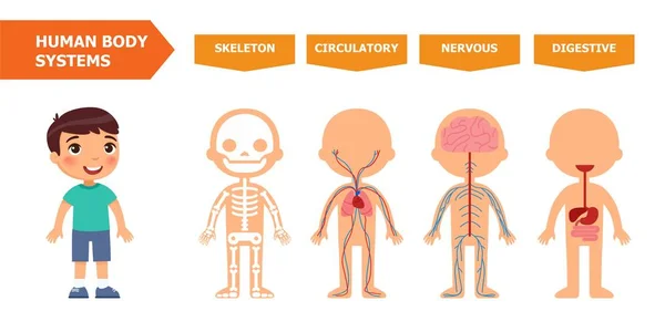 Struttura Del Corpo Umano Anatomia Bambini Sistemi Scheletrici Circolatori Nervosi — Vettoriale Stock