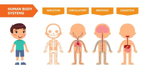 어린이 해부학의 시스템 일러스트입니다 애니메이션 프로그램에서에서 교육에 — 스톡 벡터