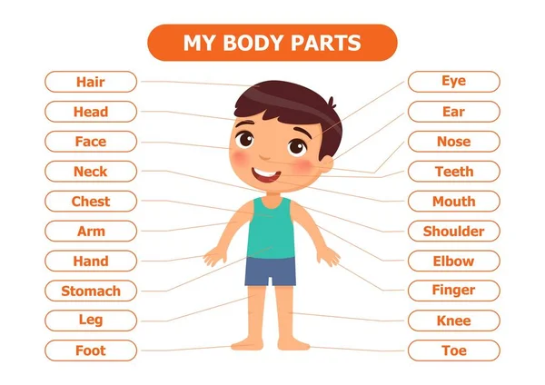 Meine Körperteile Anatomie Für Kinder Zeichentrickfigur Vektorillustration Karte Für Den — Stockvektor