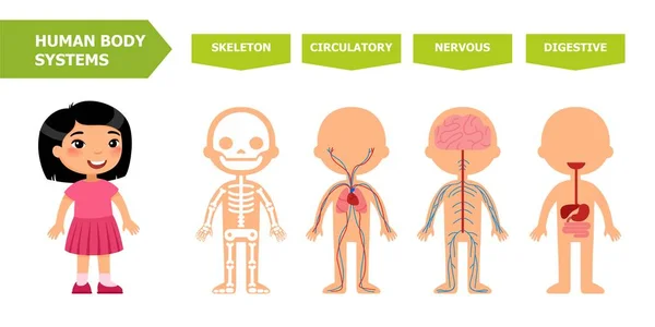 Struttura Del Corpo Umano Anatomia Bambini Sistemi Scheletrici Circolatori Nervosi — Vettoriale Stock