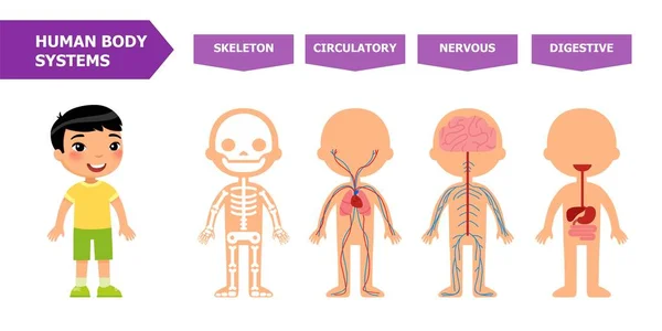 Estrutura Corpo Humano Anatomia Para Crianças Sistemas Esquelético Circulatório Nervoso —  Vetores de Stock