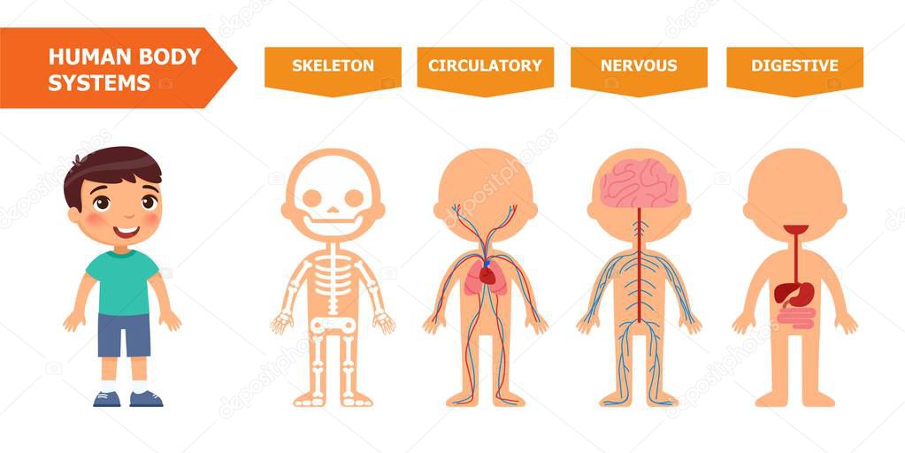 Pictures: digestive system printable | Structure Human Body Anatomy