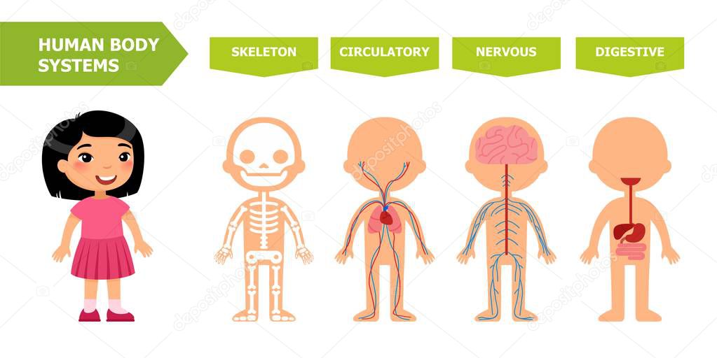 The structure of the human body - anatomy for children.Systems: skeletal, circulatory, nervous, digestive.Cartoon vector illustration.Card for teaching aid. For use in animation, applications, printing.
