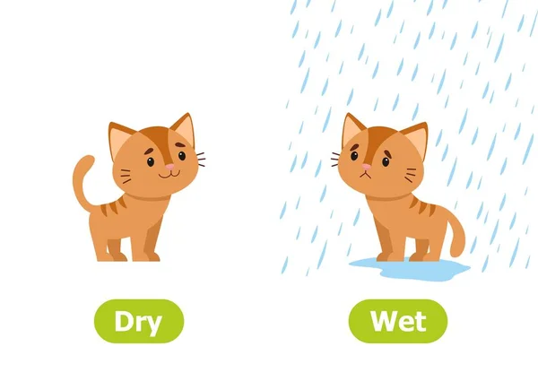 小猫站在雨中 没有雨 对立面干湿的插图 培训辅助卡 外语学习用卡 白色背景的矢量插图 卡通风格 — 图库矢量图片
