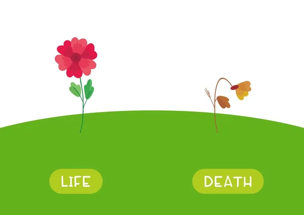 Life Death Antonyms Word Card Vector Template Карточка Изучения Английского — стоковый вектор