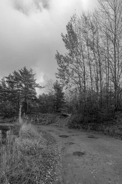 Korkunç siyah beyaz orman yolu