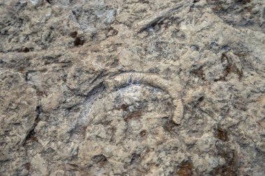 Ammonit taş, Arkeoloji ve paleontoloji yüzeyi tarih öncesi fosil closeup