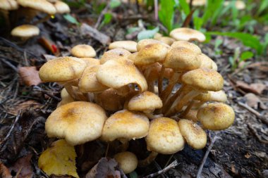 Bahçedeki mantarlar