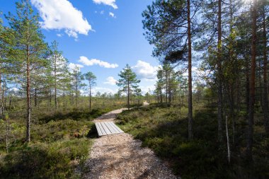 Renkli yaz tatil park arka plan mavi gökyüzü ve kopya alanı ile ahşap köprü ile keskin bulutlar altında yeşil çim ile