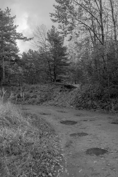 Scary black and white forest road