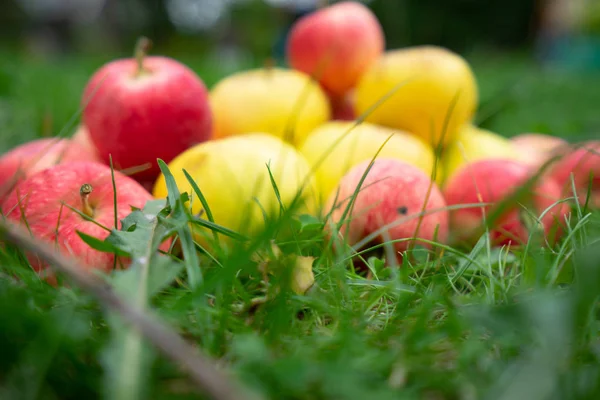 Apples Garden — Stock Photo, Image