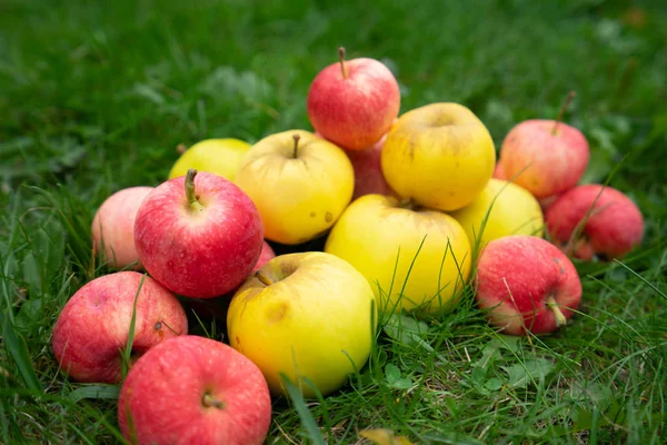 Pommes Dans Jardin — Photo
