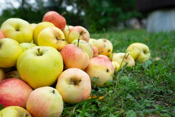 Pommes Dans Jardin — Photo