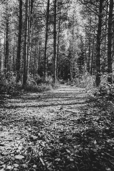 Vintage bir parkta güzel siyah ve Beyaz orman yolu