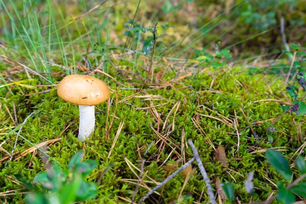 Ormandaki yeşil çimenlerin üzerinde tek başına duran güzel küçük mantar
