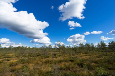 Renkli yaz tatil park arka plan mavi gökyüzü ve kopya alanı suyla yansıtan keskin bulutlar altında yeşil çim ile